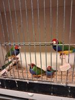 GOULDS NATUURBROED, Dieren en Toebehoren, Vogels | Overige Vogels, Meerdere dieren, Tropenvogel, Geringd