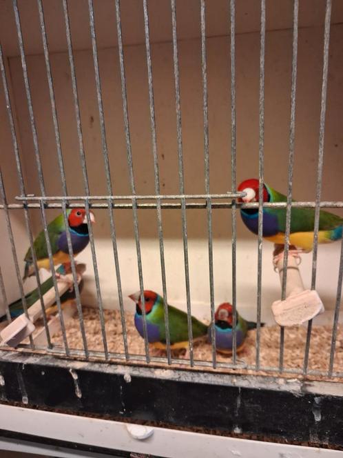 GOULDS NATUURBROED, Dieren en Toebehoren, Vogels | Overige Vogels, Tropenvogel, Meerdere dieren, Geringd