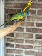 Cloncurry, Meerdere dieren, Parkiet, Geringd