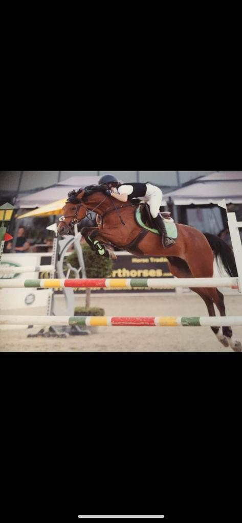 Sport pony, Animaux & Accessoires, Chevaux, L