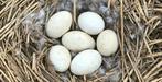 Ganzeneieren, Dieren en Toebehoren