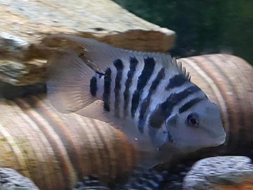 Polar Blue Parrot cichlide - Poolblauwe papegaaicichlide, Dieren en Toebehoren, Vissen | Aquariumvissen, Zoetwatervis, Vis