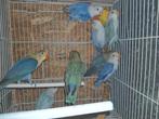 Meerdere jonge fisherie s