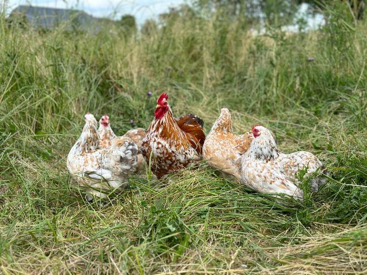Cochin kriel porselein blauw getekend gesekst en ingeënt, Dieren en Toebehoren, Pluimvee, Kip, Vrouwelijk