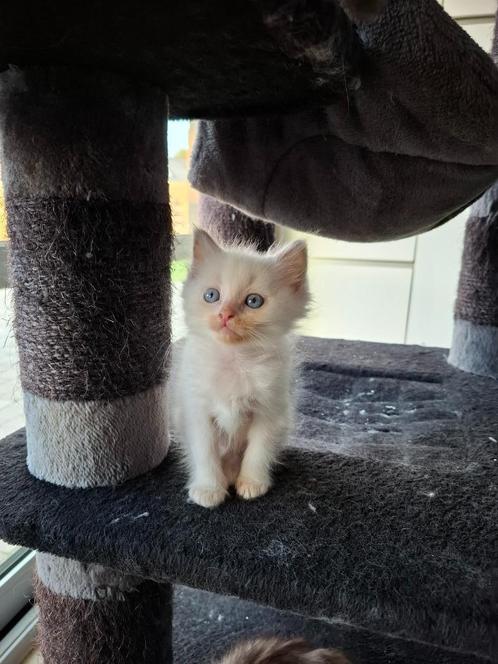 Ragdoll kittens met stamboom, Animaux & Accessoires, Chats & Chatons | Chats de race | Poil long, Chatte ou Chat, 0 à 2 ans, Avec pedigree