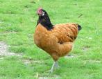 Vorwerk bij kippenshop jordi: elke zondag open!, Poule ou poulet, Femelle