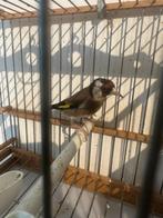 Chardonneret parva, Animaux & Accessoires, Oiseaux | Canaris