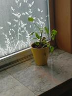 Pannekoeken plant met pot, Ophalen