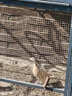 Trio witgele bosfazant, Dieren en Toebehoren