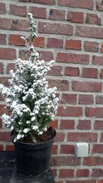 Kerstboom met kunstsneeuw 40 cm, Tuin en Terras, Planten | Bomen, Ophalen