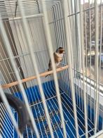 chardonneret parva femelle 2023 gorge blanche colier blanc, Animaux & Accessoires, Oiseaux | Oiseaux Autre, Femelle