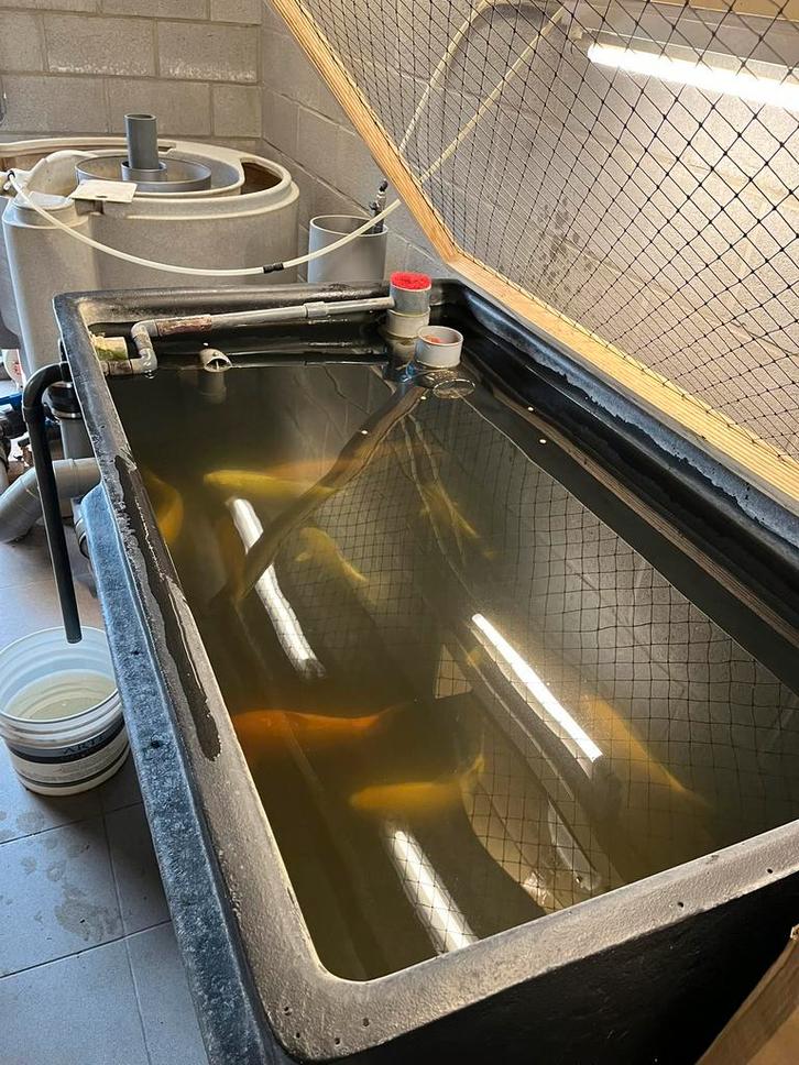 Quarantainebak met filter, Dieren en Toebehoren, Vissen | Vijvervissen, Karper of Koi