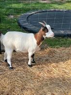 Dwerggeit Mieke 18 maanden, Dieren en Toebehoren, Schapen, Geiten en Varkens