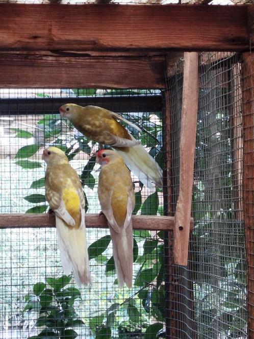 Parkieten, Dieren en Toebehoren, Vogels | Kanaries
