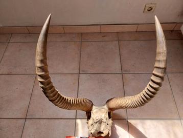 Crâne et cornes (massacre) d'antilope à suspendre beschikbaar voor biedingen