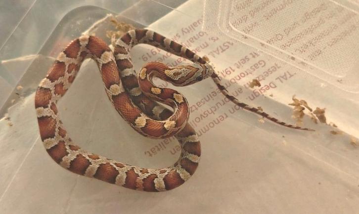 Jonge korenslangen, Dieren en Toebehoren, Reptielen en Amfibieën, Slang, 0 tot 2 jaar