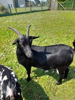 Mooie 2 jarige zwarte dwerggeit., Animaux & Accessoires, Moutons, Chèvres & Cochons