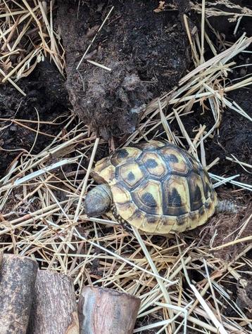 Testudu hermani boetgeri. Landschildpad, Dieren en Toebehoren, Schildpad, 0 tot 2 jaar