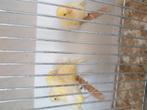 Kanaries, Dieren en Toebehoren, Vogels | Kanaries