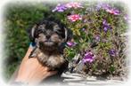 Yorkshire Terrier pups, Yorkshire Terriër, België, Reu, CDV (hondenziekte)