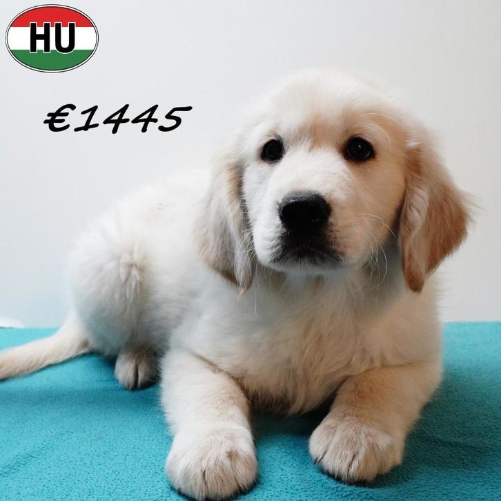 Golden Retriever - pups te koop, Dieren en Toebehoren, Honden | Retrievers, Spaniëls en Waterhonden, Meerdere dieren, Golden retriever
