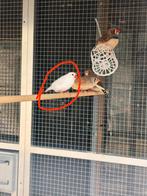 Witte Zebravink 2025, Dieren en Toebehoren, Mannelijk, Tropenvogel
