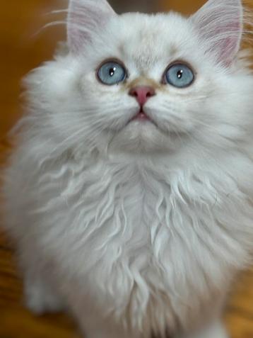 kittens Britse langhaar beschikbaar voor biedingen