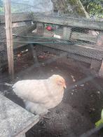 Hennen : 2 brahma lemon pyle en 3 red island hennen, Dieren en Toebehoren, Vrouwelijk, Kip