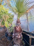 Washingtonia filifera 1m stam, Tuin en Terras, Planten | Bomen, Ophalen of Verzenden