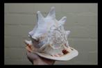 Schelp, horned helmet, Cassis cornuta, Verzamelen, Mineralen en Fossielen, Ophalen