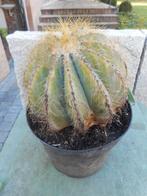 plantes, Plein soleil, Été, Plante fixe, Enlèvement ou Envoi