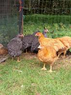 legkippen, Dieren en Toebehoren, Pluimvee, Vrouwelijk, Kip
