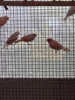 Kanaries rood mozaïek jonge vogels 20euro stuk