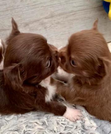 Chocola puppy’s bij pariculier prijs ovtk beschikbaar voor biedingen