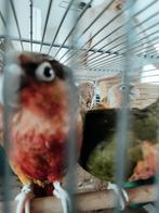 Handtamme pyrrhura s, Dieren en Toebehoren