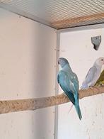 Halsband.( opaline), Femelle, Perruche, Bagué