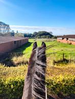 Weide te huur, Dieren en Toebehoren, Stalling en Weidegang