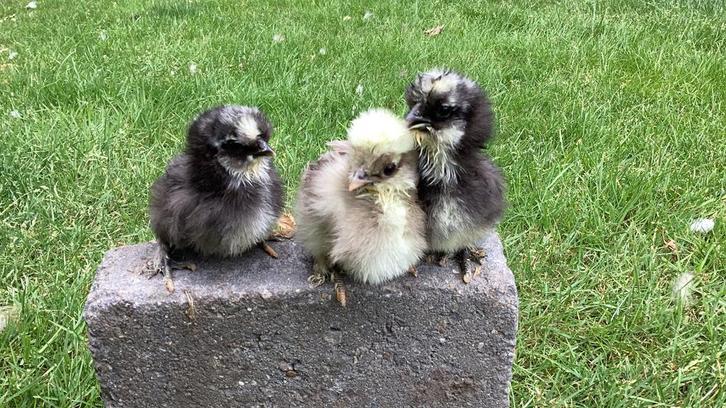 Usa zijdehoentjes, Dieren en Toebehoren, Pluimvee, Kip, Geslacht onbekend