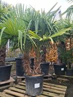 Winterharde palmboom 2 stam - Trachycarpus Fortunei, Ophalen, Halfschaduw, Palmboom