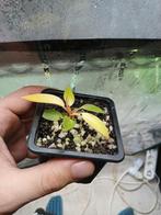 philodendron Prince of orange, Maison & Meubles, Plantes d'intérieur, Autres espèces, En pot, Moins de 100 cm, Enlèvement