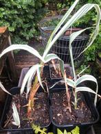Arundo Domax tricolor/ mammoetgras/ pijlriet, Tuin en Terras, Planten | Tuinplanten, Ophalen