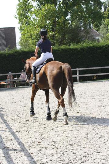 Paarden zadelmak maken en doorrijden beschikbaar voor biedingen