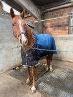 Paard, Dieren en Toebehoren, Paarden
