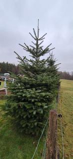 A vendre Sapin de Noël Nordmann, Neuf