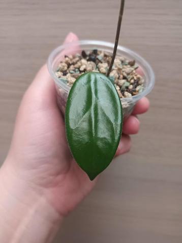 Hoya vangviengiensis, Huis en Inrichting, Ophalen of Verzenden