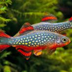 Danio Margaritatus - Galaxy Rasbora, Dieren en Toebehoren, Vissen | Aquariumvissen