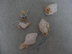 ALLERHANDE snuisterijen PAASVERSIERING, Antiek en Kunst, Curiosa en Brocante, Ophalen