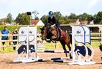 Te koop: C-pony Diego (16 jaar, 136 cm), Dieren en Toebehoren, Pony's, B, Gechipt, Ruin, Springpony