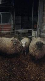 Vrouwelijke schapen te koop, Dieren en Toebehoren, Schapen, Geiten en Varkens