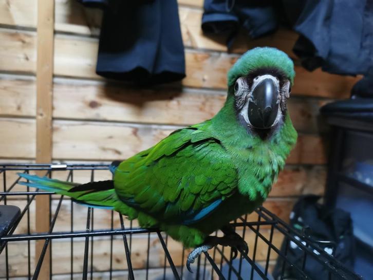 Ara severa freeflight, Dieren en Toebehoren, Vogels | Parkieten en Papegaaien, Papegaai, Geslacht onbekend, Tam